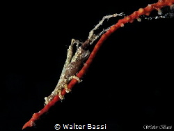 Astacilla mediterranea by Walter Bassi 
